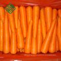 2017 new crop carrot is packing fresh carrot